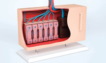 在线永久免费轰炸电话